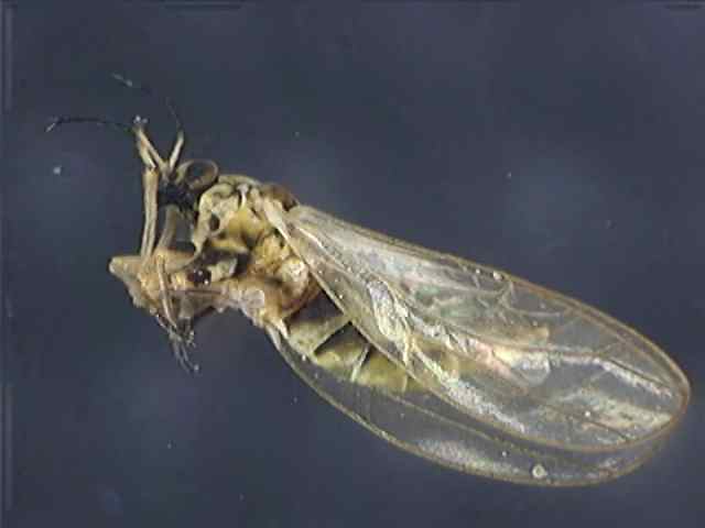 Psyllidae 3